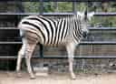 動物図鑑・チャップマンシマウマの写真 7